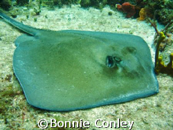 Stingray seen at St. Maarten August 2007.  Taken with a C... by Bonnie Conley 